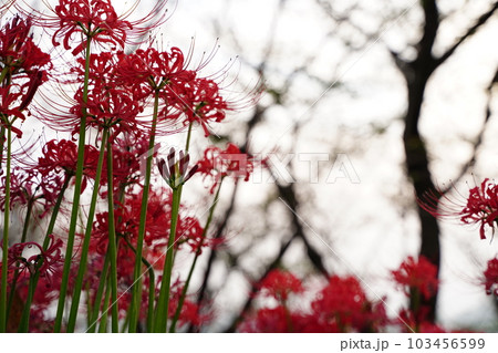 曼殊沙華、赤い花、秋、ヒガンバナ、彼岸花、権現堂、公園、一面、 103456599