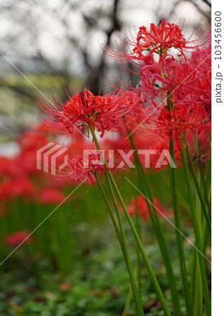 曼殊沙華、赤い花、秋、ヒガンバナ、彼岸花、権現堂、公園、一面、 103456600