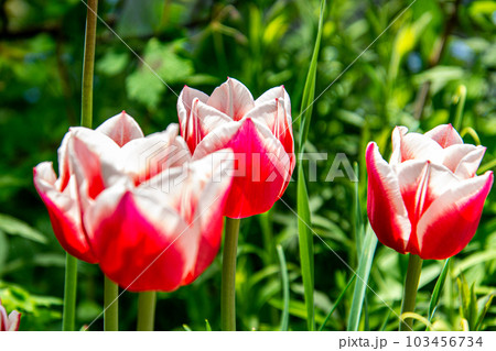 チューリップ チューリップ 103456734