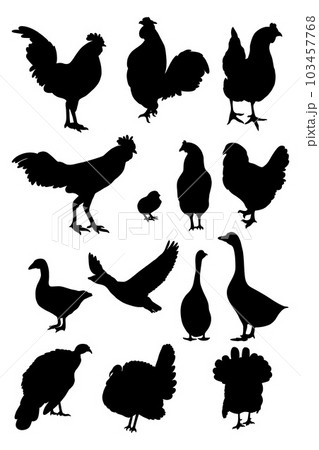 Collection silhouettes poultry. Vector...のイラスト素材 [103457768] - PIXTA