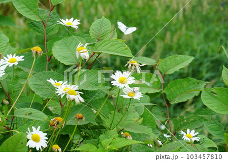咲き誇るシロバナムシヨケギクの花 咲き誇るシロバナムシヨケギクの花 103457810