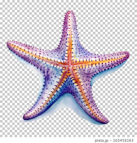 Colorful Starfish Isolated On White Background. Watercolor