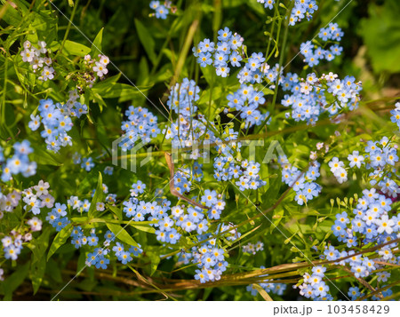 fresh pink flowers and green leaves of clover or trefoil fresh pink flowers and green leaves of clover or trefoil 103458429