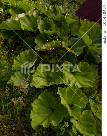 Coltsfoot or tussilago farfara Coltsfoot or tussilago farfara 103458437