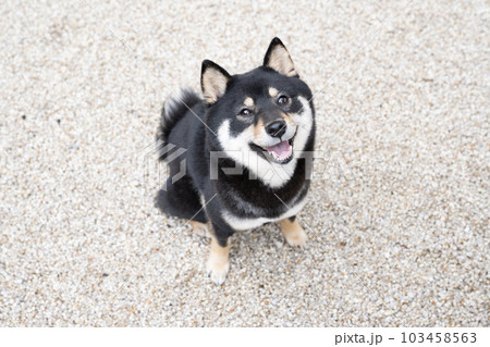 庭で見上げて微笑む黒柴のシェリ 庭で見上げて微笑む黒柴のシェリ 103458563