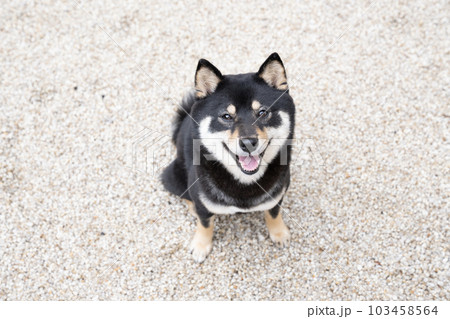 庭で見上げて微笑む黒柴のシェリ 庭で見上げて微笑む黒柴のシェリ 103458564