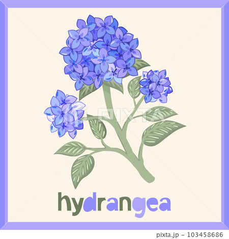 Hydrangea. Vector isolated illustration in frame with lettering. Hydrangea. Vector isolated illustration in frame with lettering. 103458686