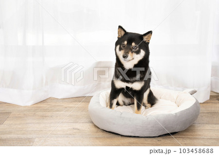 窓辺のベッドに入って微笑む黒柴のシェリ 103458688