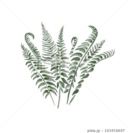 digital watercolor plant - fern bush leaves digital watercolor plant - fern bush leaves 103458697