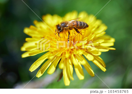 Bee covered with yellow pollen on a yellow dandelion flower. 103458765