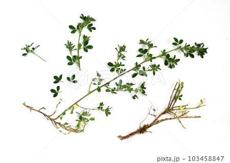 An annual plant, knotweed or mountaineer bird, a pernicious weed. 103458847
