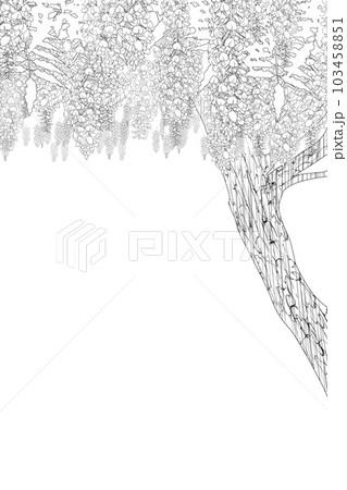 藤の木線画 103458851