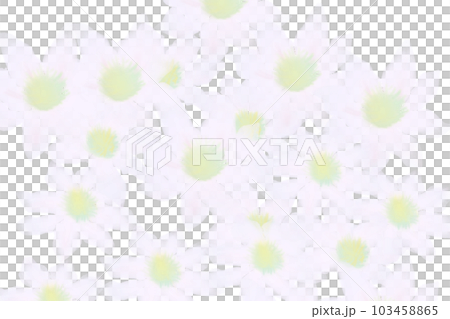Clematis white flower card 2 Clematis white flower card 2 103458865