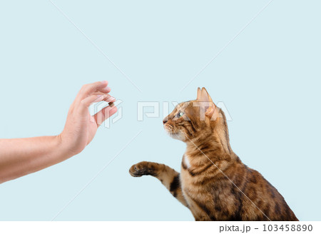 Domestic cat teaching treat commands on a blue background. 103458890