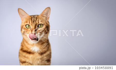 Licking Bengal shorthair cat close-up on the background. Licking Bengal shorthair cat close-up on the background. 103458891