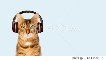Red cat in headphones on the background, listening to music. Red cat in headphones on the background, listening to music. 103458893