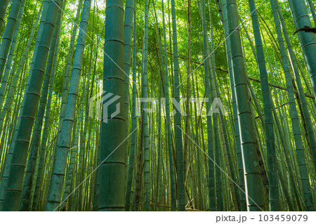 京都の嵐山の竹林の風景 103459079