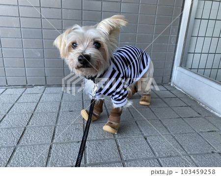 服を着て靴を履いた犬 服を着て靴を履いた犬 103459258