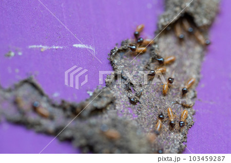 Group of termites insect Group of termites insect 103459287