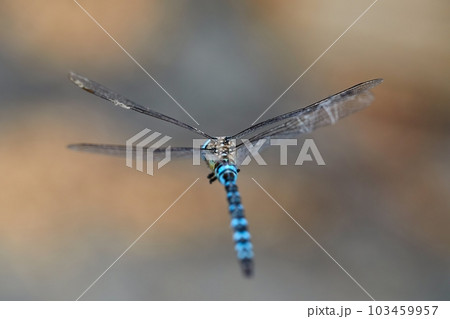 Dragonfly in flight Dragonfly in flight 103459957