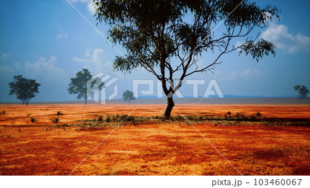 Desert trees in plains of africa under clear sky and dry floor 103460067
