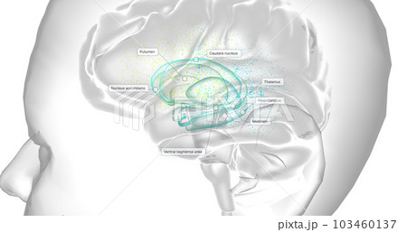Dopamine is a neurotransmitter that plays a role in regulating Human behavior, mood, motivation, and motor control. 103460137