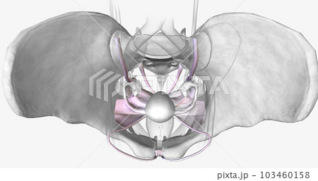 Several groups of supporting ligaments secure the female reproductive structures within the pelvis. Several groups of supporting ligaments secure the female reproductive structures within the pelvis. 103460158