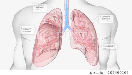 During normal breathing, oxygen rich air enters through your nose or mouth and reaches the lungs through your airways. 103460165