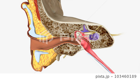 The Ear Coronal Cross Sectionのイラスト素材 [103460189] - PIXTA