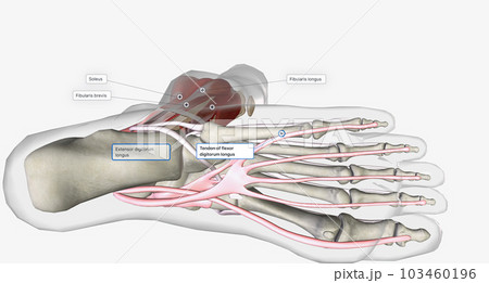 Extension, or dorsiflexion, of the ankle occurs primarily thanks to the tibialis anterior, extensor hallicus longus, and extensor digitorum longus muscles. Extension, or dorsiflexion, of the ankle occurs primarily thanks to the tibialis anterior, extensor hallicus longus, and extensor digitorum longus muscles. 103460196