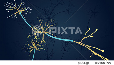 The Neuronal Network in ADHD The Neuronal Network in ADHD 103460199