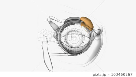 The lacrimal gland produces tears that lubricate the eye. The lacrimal gland produces tears that lubricate the eye. 103460267