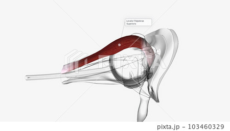 The Levator Palpebrae Superioris 3D 103460329