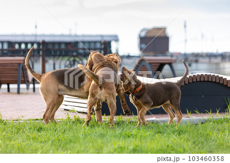 Three bloodhounds play among themselves on a green lawn.  103460358