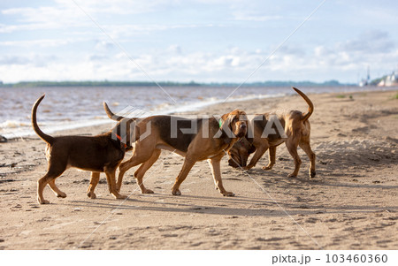 Brown bloodhounds walk together along the beach near the river 103460360