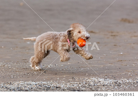 Bedlington terrier puppy on a walk, quickly runs across the sand after an orange ball 103460361