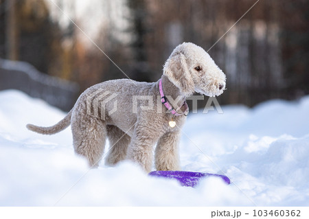 Bedlington Terrier puppy looks to the side, lies with a ring toy at his feet in the snow.  103460362