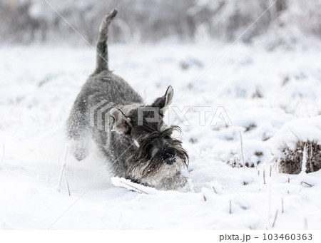 Pepper-salty medium schnauzer plays cheerfully in the winter snowy forest 103460363