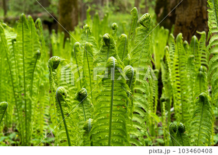 natural spring background, sprouts of ostrich fern close-up 103460408