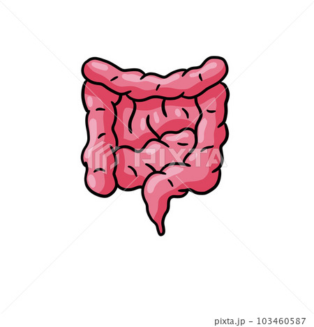 Intestine internal organ. Human pink digestive tract. Medical icon. Illustration isolated on white 103460587