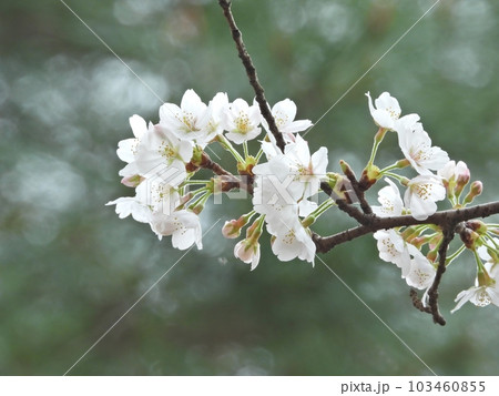 桜 桜 103460855