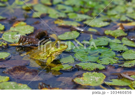 Marsh Frog Breathing Marsh Frog Breathing 103460856