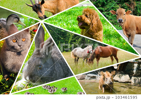 collage of portraits of domestic animals. 103461595