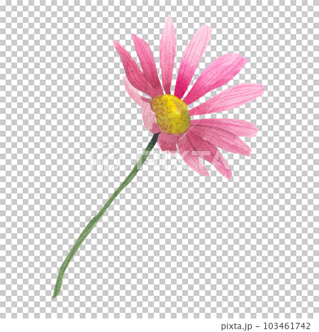 watercolor illustration of Cosmos flower. Hand drawn watercolor illustration, isolated on white background. Wildflowers clipart 103461742
