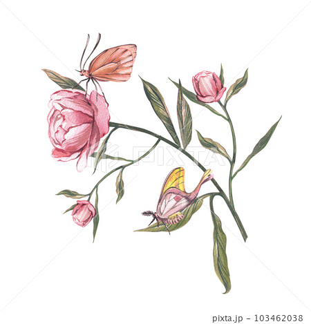 Pink peony flower, bud, butterfly isolated on white background. Watercolor hand drawn botanic illustration. Art design Pink peony flower, bud, butterfly isolated on white background. Watercolor hand drawn botanic illustration. Art design 103462038