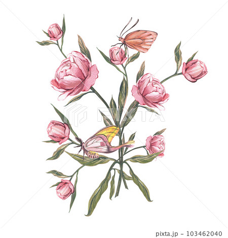 Pink peony flower, bud, butterfly isolated on white background. Watercolor hand drawn botanic illustration. Art design 103462040