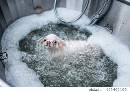 A small white dog enjoys a luxurious spa experience in a grooming salon, where she gets to take a bath. A small white dog enjoys a luxurious spa experience in a grooming salon, where she gets to take a bath. 103462196