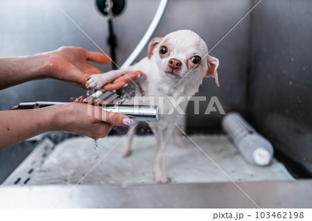 A small white dog enjoys a luxurious spa experience in a grooming salon, where she gets to take a bath. A small white dog enjoys a luxurious spa experience in a grooming salon, where she gets to take a bath. 103462198