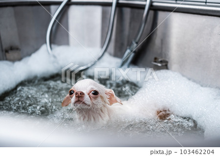 A small white dog enjoys a luxurious spa experience in a grooming salon, where she gets to take a bath. A small white dog enjoys a luxurious spa experience in a grooming salon, where she gets to take a bath. 103462204