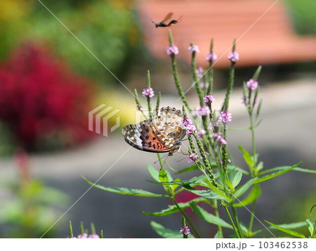 クマツヅラの花の蜜を吸うツマグロヒョウモン 103462538
